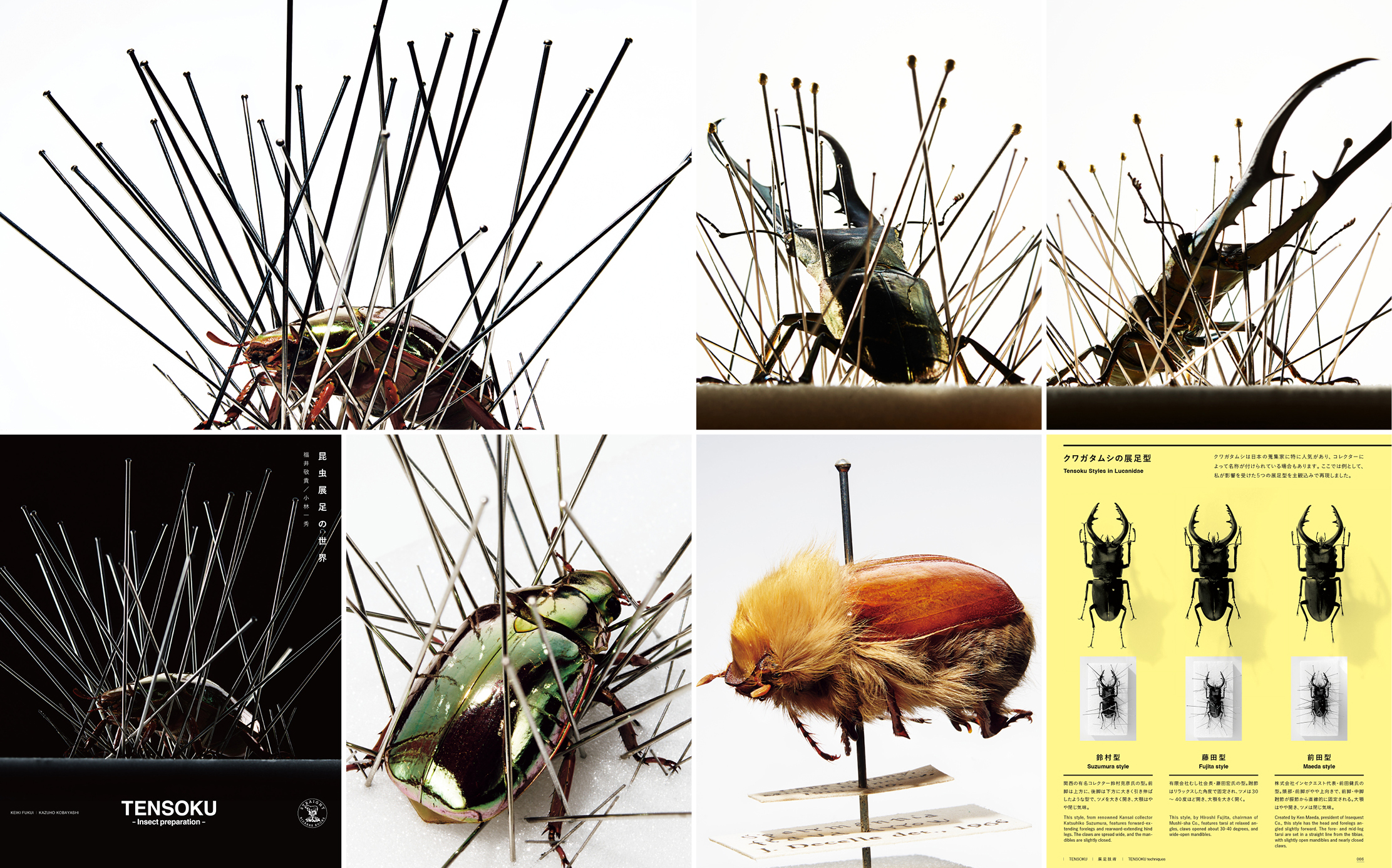 STRAIGHT BOOKS / TENSOKU -Insect preparation-